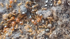 Pheidole micula
