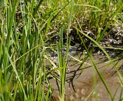 Eusynthemis brevistyla
