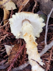 Lepiota magnispora
