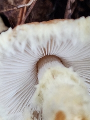 Lepiota magnispora