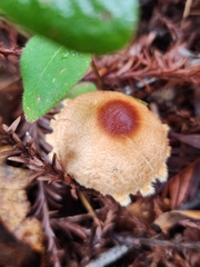 Lepiota magnispora