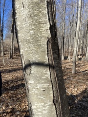 Betula lenta