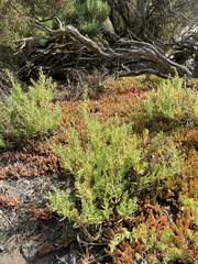 Suaeda australis