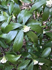 Daphne kiusiana