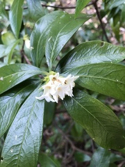 Daphne kiusiana