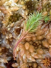 Sphagnum austinii
