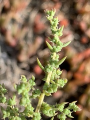 Suaeda australis