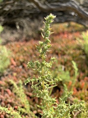 Suaeda australis