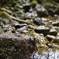 Cinclus leucocephalus
