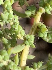 Suaeda australis