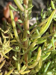 Suaeda australis