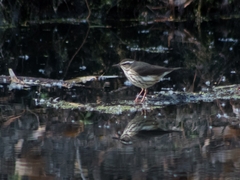Parkesia motacilla