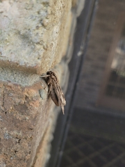 Spodoptera dolichos
