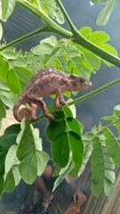 Furcifer pardalis