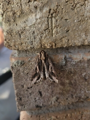 Spodoptera dolichos