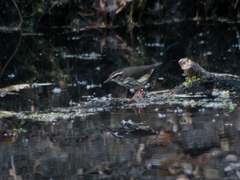 Parkesia motacilla