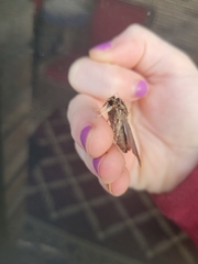 Spodoptera dolichos