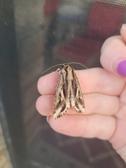 Spodoptera dolichos