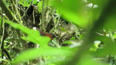 Cyphorhinus thoracicus