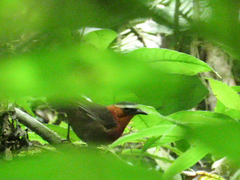 Cyphorhinus thoracicus