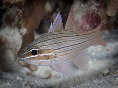 Ostorhinchus multilineatus