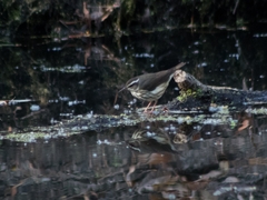 Parkesia motacilla