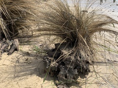 Austrostipa stipoides