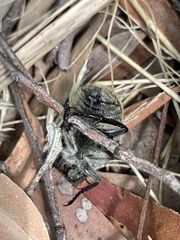 Trichaulax philipsii