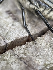 Trichaulax philipsii