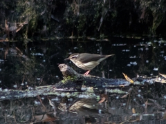 Parkesia motacilla