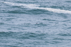 Melanitta perspicillata