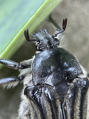 Trichaulax philipsii