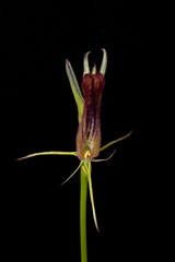 Cryptostylis hunteriana