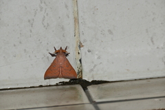 Lasiocampidae