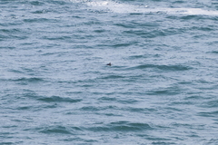 Melanitta perspicillata