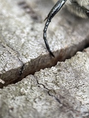 Trichaulax philipsii
