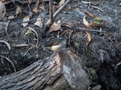 Parkesia motacilla