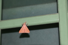 Lasiocampidae