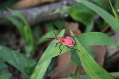 Probergrothius nigricornis