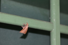Lasiocampidae
