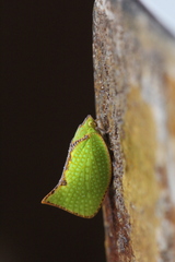 Salurnis marginella