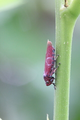 Bothrogonia indistincta