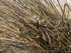 Austrostipa stipoides
