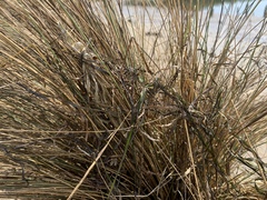 Austrostipa stipoides
