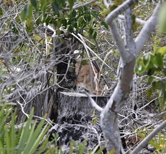 Odocoileus virginianus clavium