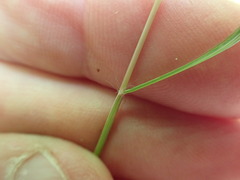 Rytidosperma gracile