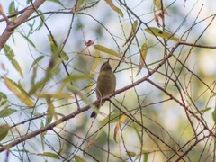 Leiothlypis celata