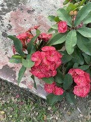 Euphorbia milii