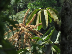 Araliaceae