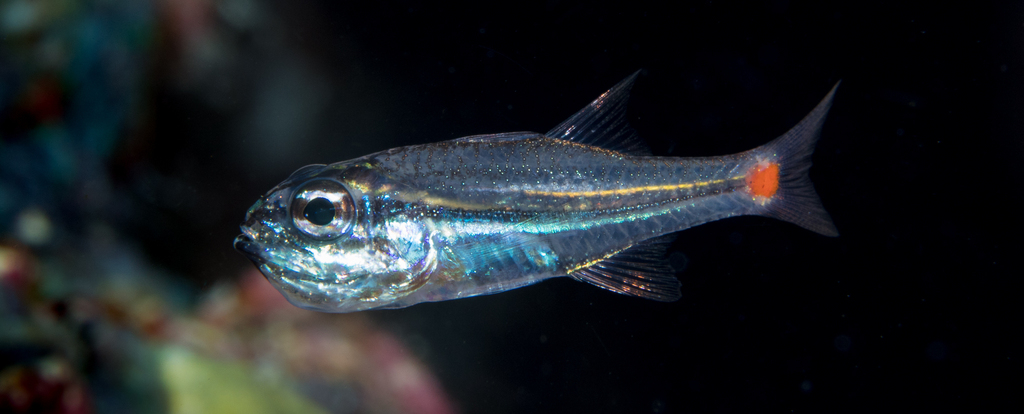 Redspot Cardinalfish